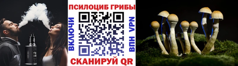 мега tor  Новочебоксарск  Галлюциногенные грибы Cubensis 